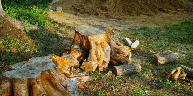 Stump Hauling in Belton, South Carolina