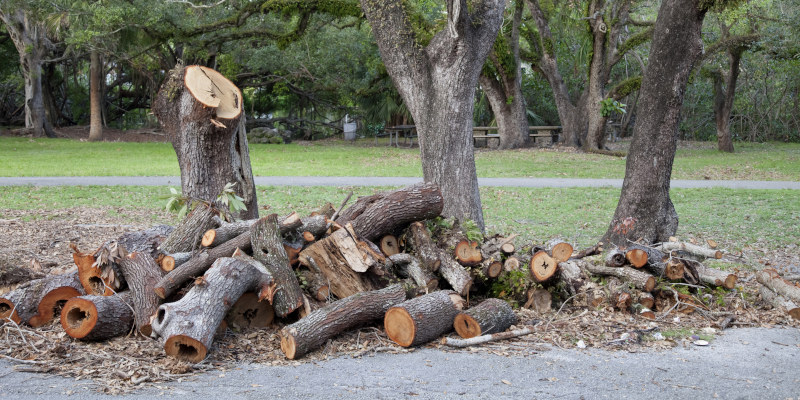 Tree Debris Hauling in Belton, South Carolina