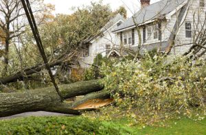 Why You Might Need Tree Debris Hauling