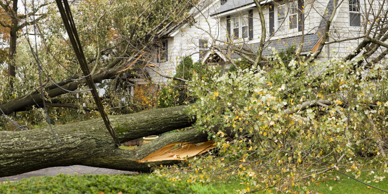 Why You Might Need Tree Debris Hauling
